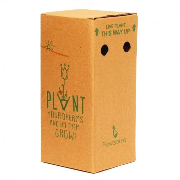 Plant Packaging Box